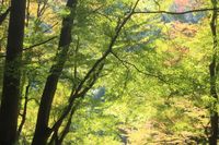 CAMPiii（キャンピー） なか