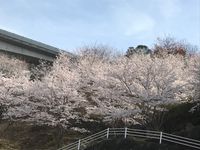 CAMPiii（キャンピー） わんわんいちご