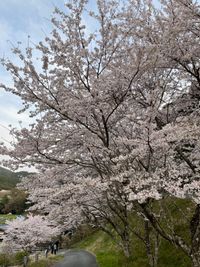 CAMPiii（キャンピー） なつ