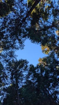 CAMPiii（キャンピー） あなご^. .^ 