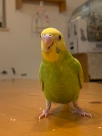 CAMPiii（キャンピー） さわこー