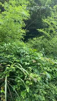 CAMPiii（キャンピー） ぷ