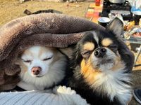 CAMPiii（キャンピー） shion