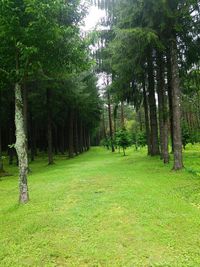 CAMPiii（キャンピー） りょーへー