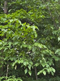 CAMPiii（キャンピー） ズリ吉くん