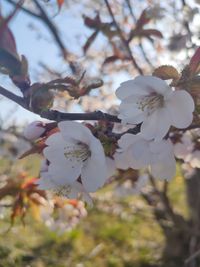 CAMPiii（キャンピー） さー