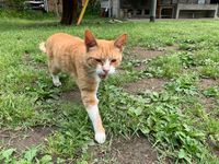 CAMPiii（キャンピー） ばっしゃん