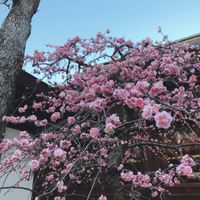 CAMPiii（キャンピー） さくこ