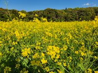 CAMPiii（キャンピー） めぐみ