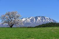 CAMPiii（キャンピー） 牛的人間