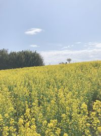 CAMPiii（キャンピー） りおか