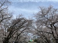 CAMPiii（キャンピー） グリ