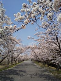 CAMPiii（キャンピー） k-----ji^2