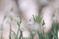 CAMPiii（キャンピー） もしゃもしゃR