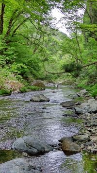 CAMPiii（キャンピー） たま