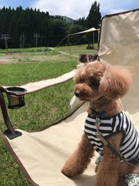 CAMPiii（キャンピー） NAO