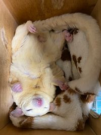 CAMPiii（キャンピー） マロン