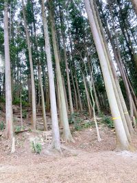 CAMPiii（キャンピー） おかず