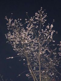 CAMPiii（キャンピー） HIRO