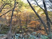 CAMPiii（キャンピー） なおぽんたす