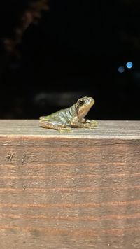 CAMPiii（キャンピー） いぢゅ