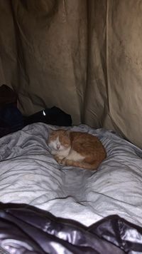 CAMPiii（キャンピー） やしかー