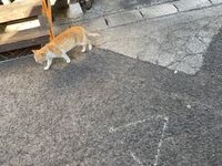 CAMPiii（キャンピー） おがし