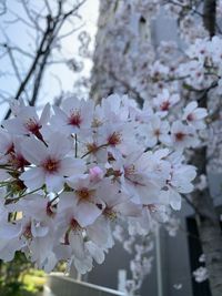 CAMPiii（キャンピー） とむ