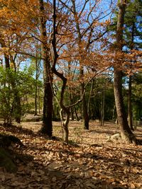 CAMPiii（キャンピー） やま