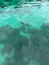 CAMPiii（キャンピー） なかしー