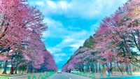 CAMPiii（キャンピー） みーーーー