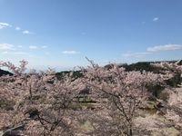 CAMPiii（キャンピー） はる
