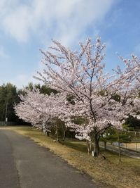CAMPiii（キャンピー） けい