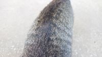 CAMPiii（キャンピー） くまねこ