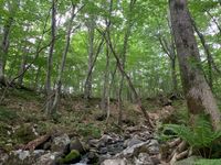 CAMPiii（キャンピー） ばこ