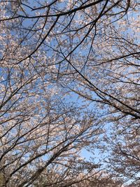 CAMPiii（キャンピー） ほっぺ