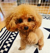 CAMPiii（キャンピー） まなぶー