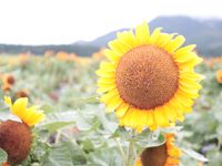 CAMPiii（キャンピー） ざっきー