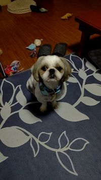 CAMPiii（キャンピー） とっつぐ