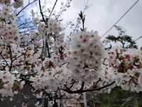 CAMPiii（キャンピー） こじじ