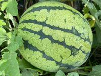 CAMPiii（キャンピー） やのっち