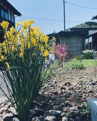 CAMPiii（キャンピー） となりのサトシ