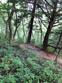 CAMPiii（キャンピー） 風唄