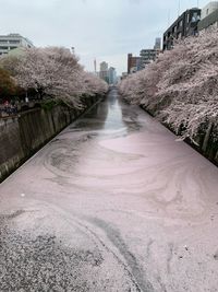 CAMPiii（キャンピー） ナミオ