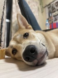 CAMPiii（キャンピー） ここあのパパ