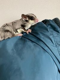 CAMPiii（キャンピー） きゃんぽつ