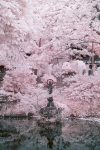 CAMPiii（キャンピー） ルイボスン