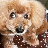 CAMPiii（キャンピー） 薩摩の虎
