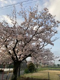 CAMPiii（キャンピー） ののっち