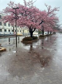 CAMPiii（キャンピー） シンスケ